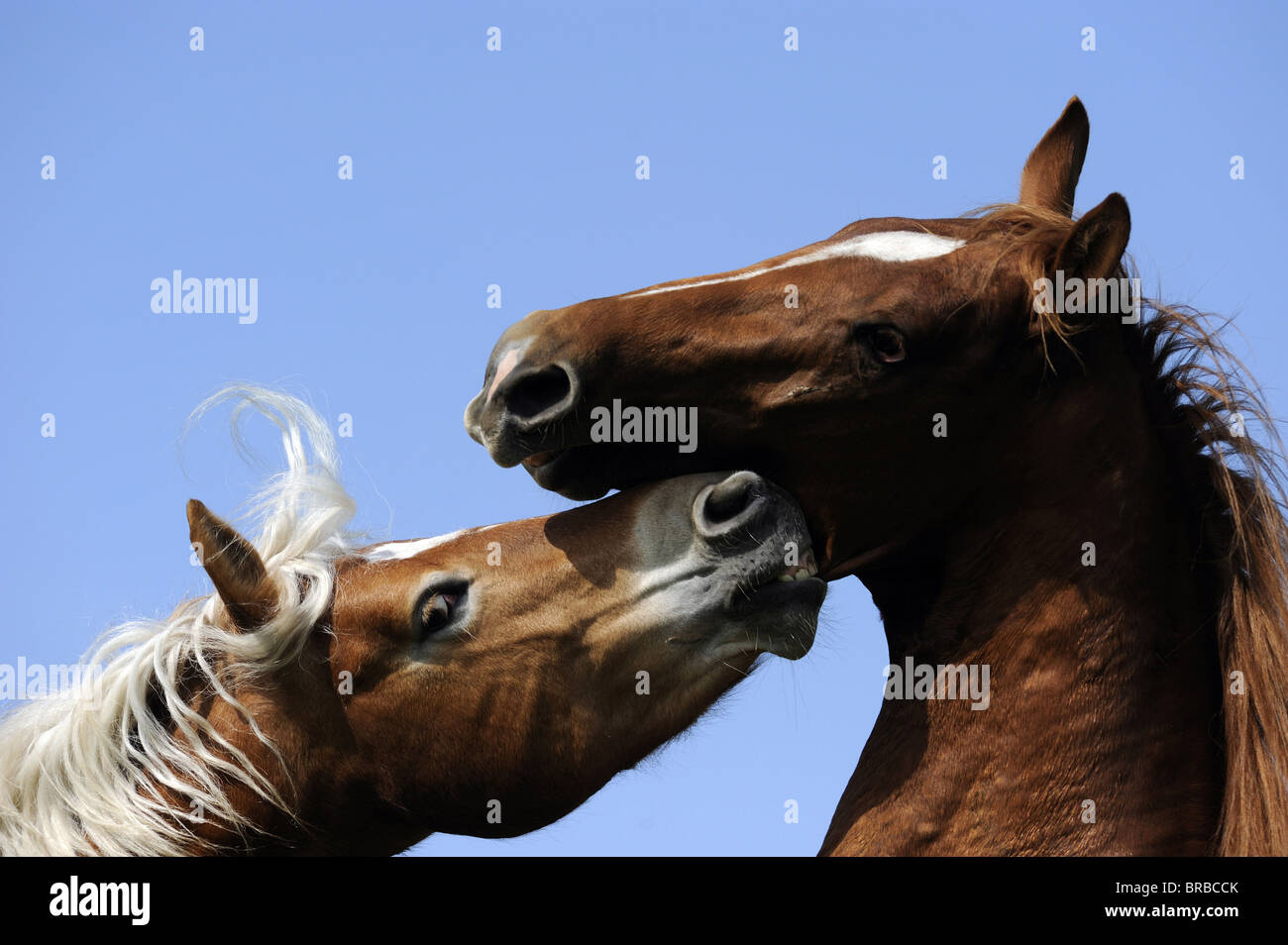 Haflinger Horse and Quarter Horse (Equus caballus). Young stallions