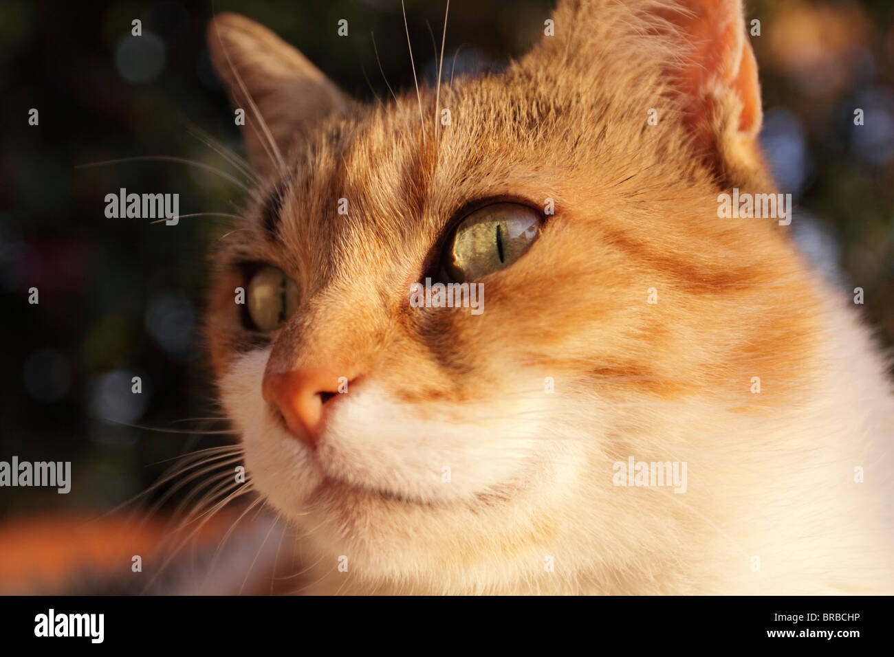 Portrait of a Cat Stock Photo