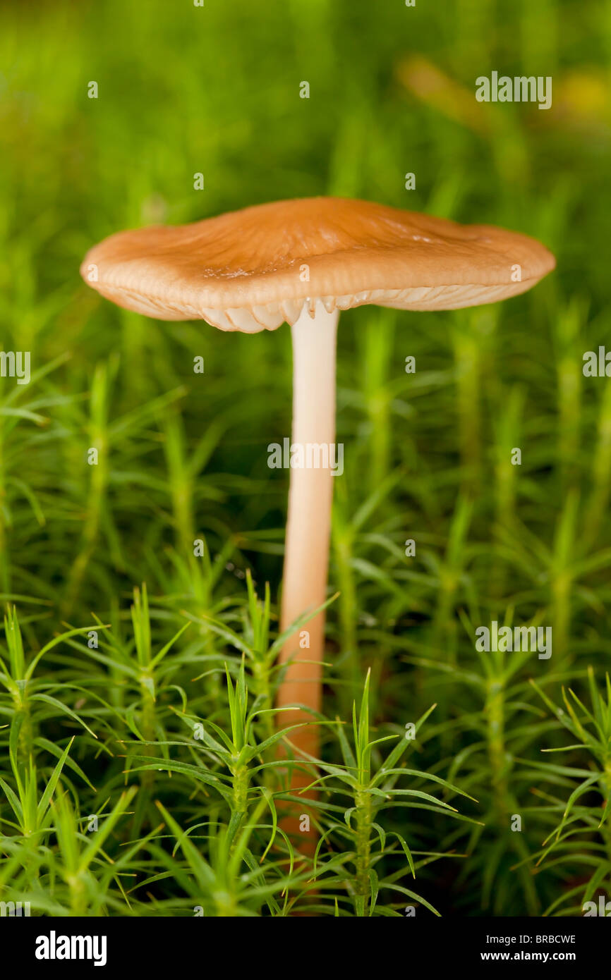 Surprise webcap mushroom (Cortinarius semisanguineus) Stock Photo