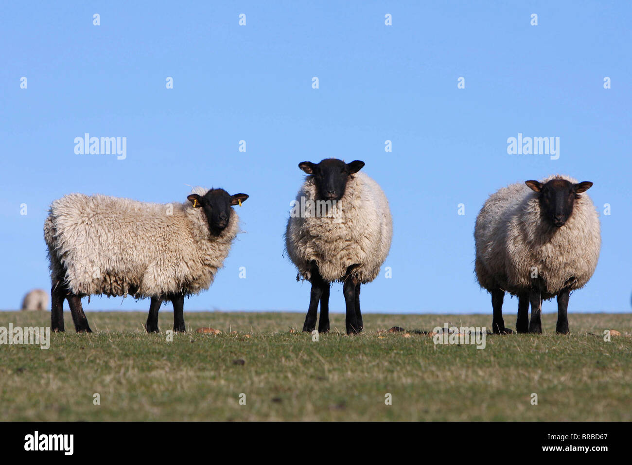 AGRICULTURE Farming Animals Stock Photo - Alamy