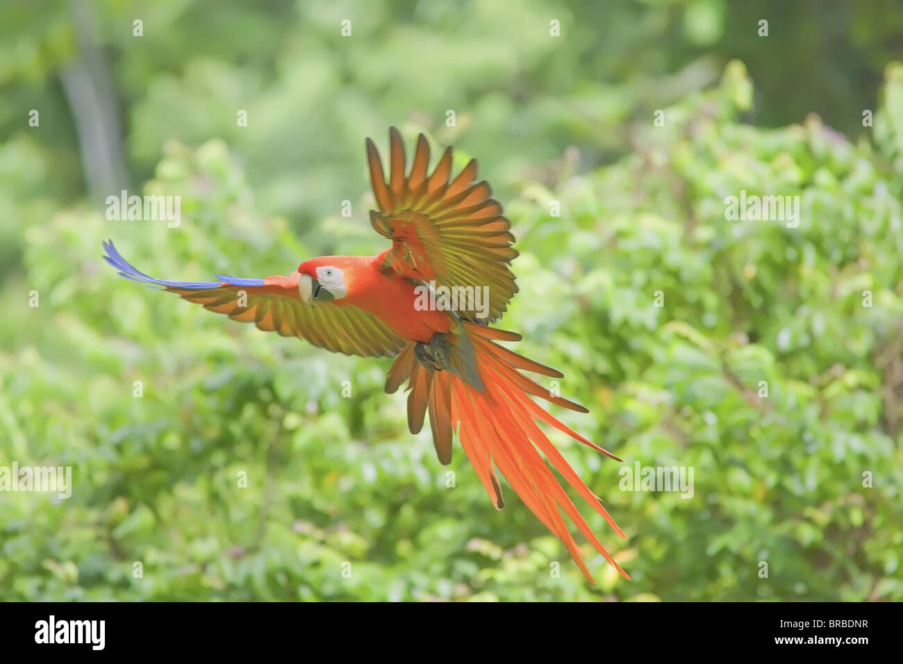 Scarlet macaw (Ara macao) in flight, Corcovado National Park, Osa Peninsula, Costa Rica, Central America Stock Photo