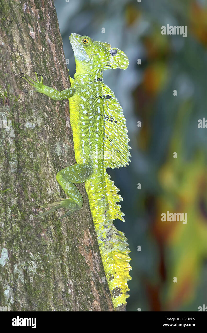 Basilisk lizard (Basiliscus plumifrons) climbing up tree, Costa Rica, Central America Stock Photo