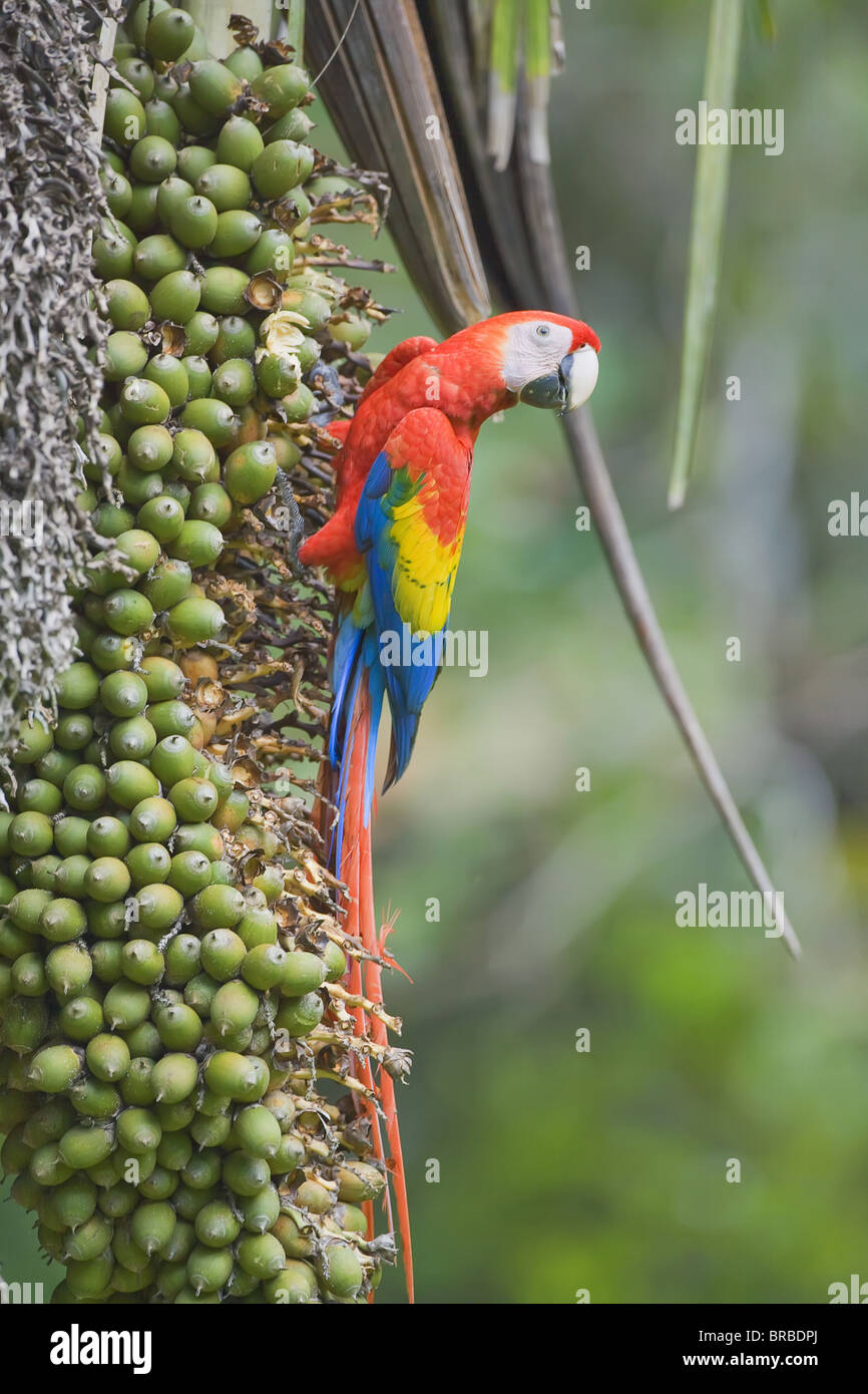 Scarlet macaw (Ara macao), Corcovado National Park, Osa Peninsula, Costa Rica, Central America Stock Photo