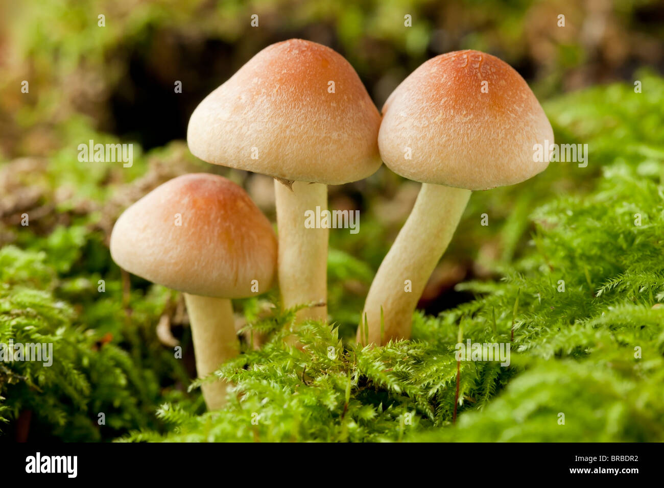 Scaly Rustgill mushroom (Gymnopilus sapineus) Stock Photo