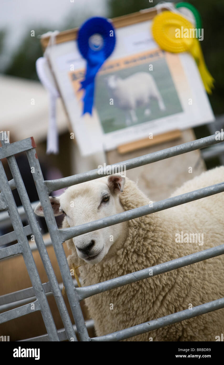A sheep in a pen waiting to be judged at The Stithians Agricultural Show, Cornwall. Stock Photo