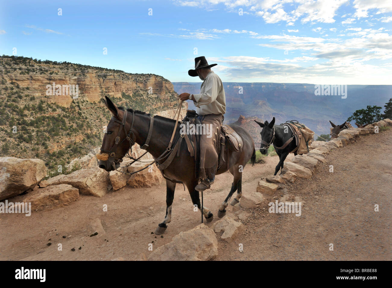 Pack Mules ride out of the Grand Canyon Stock Photo