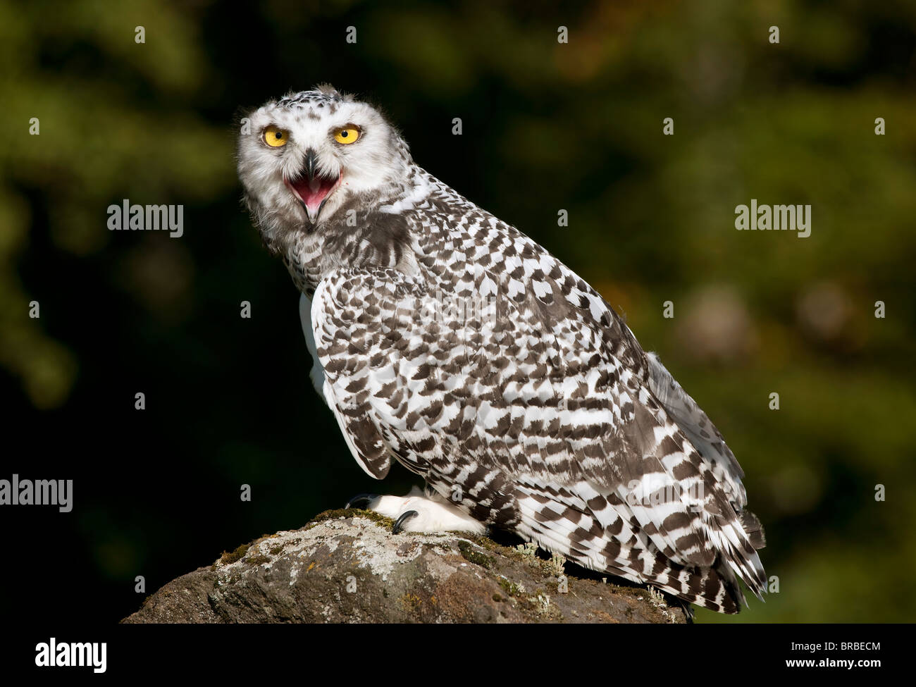 Snowy owl / Bubo scandiacus Stock Photo - Alamy