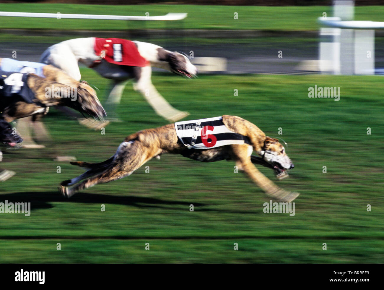 greyhounds-racing-around-a-track-stock-photo-alamy