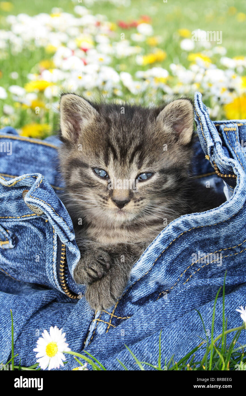 tabby kitten in a jeans Stock Photo - Alamy