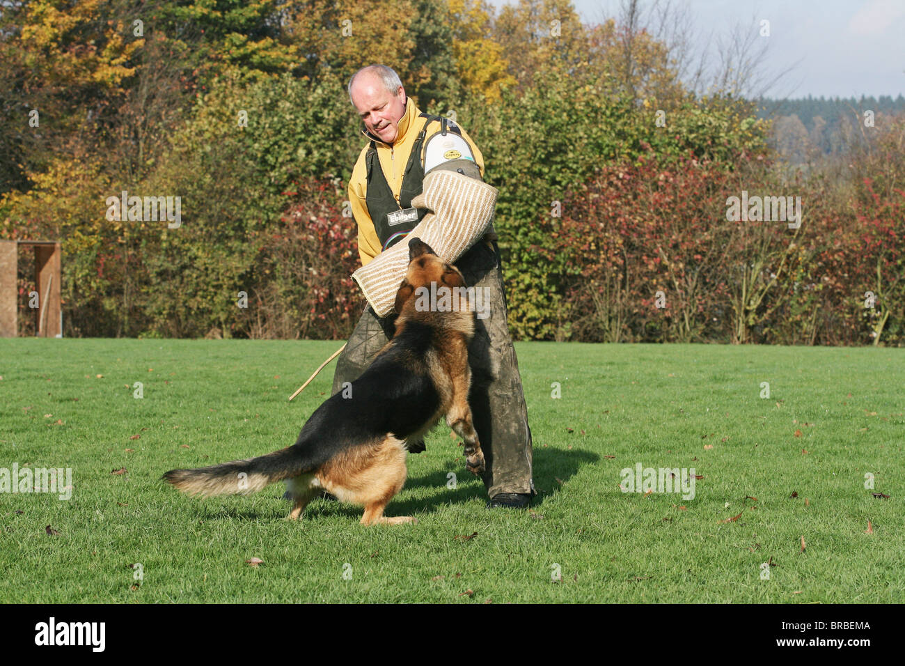 German Shepherds Training Hi res Stock Photography And Images Alamy german-shepherds-training-hi-res-stock-photography-and-images-alamy
