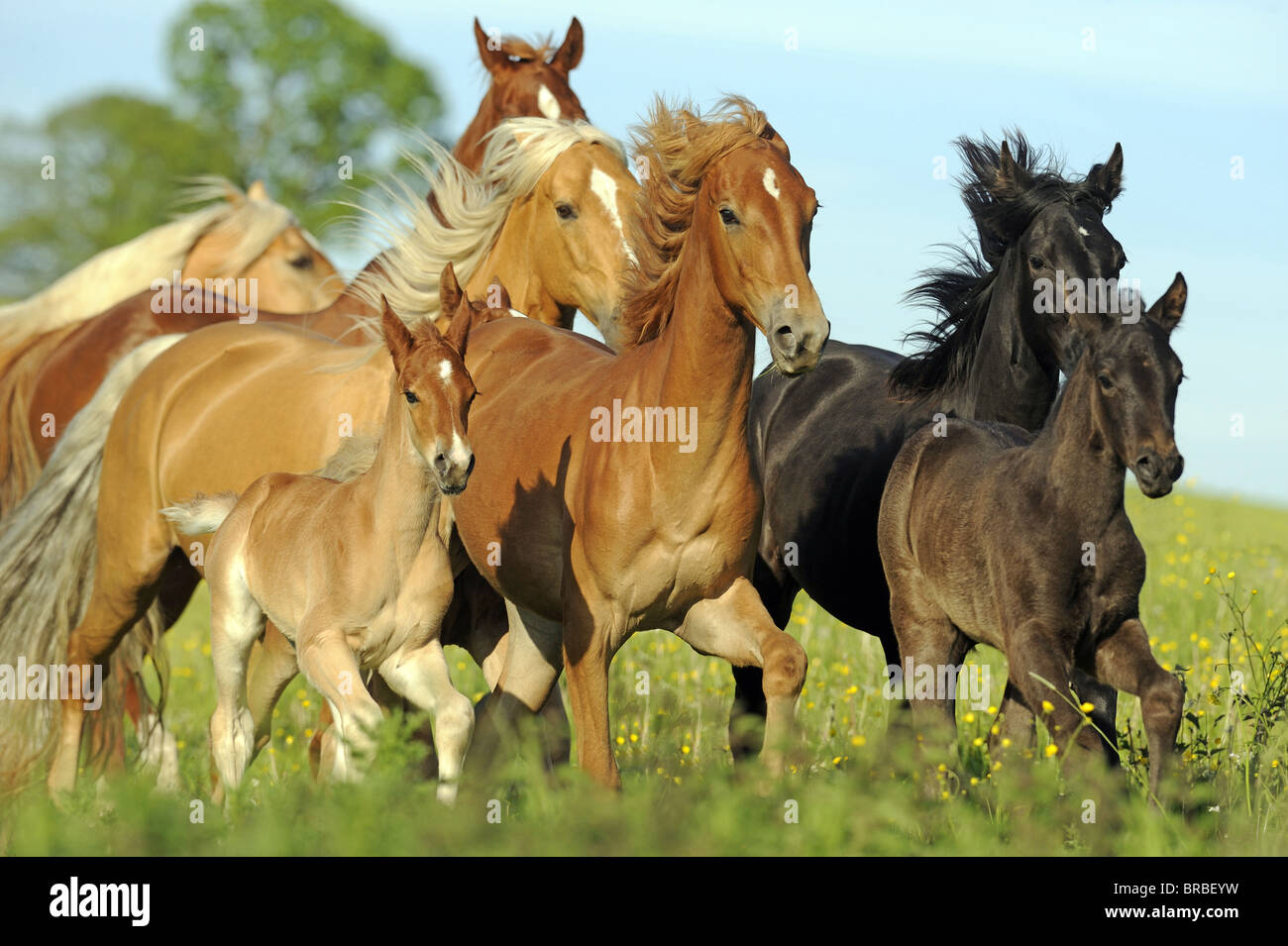 American Saddlebred und Tennessee Walking Horse (Equus ferus caballus), mixed herd of mares and foals in a gallop on a meadow. Stock Photo