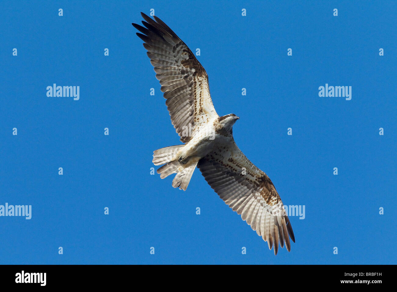Osprey - flying / Pandion haliaetus Stock Photo