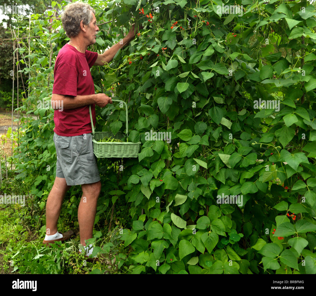 Runner beans basket hires stock photography and images Alamy