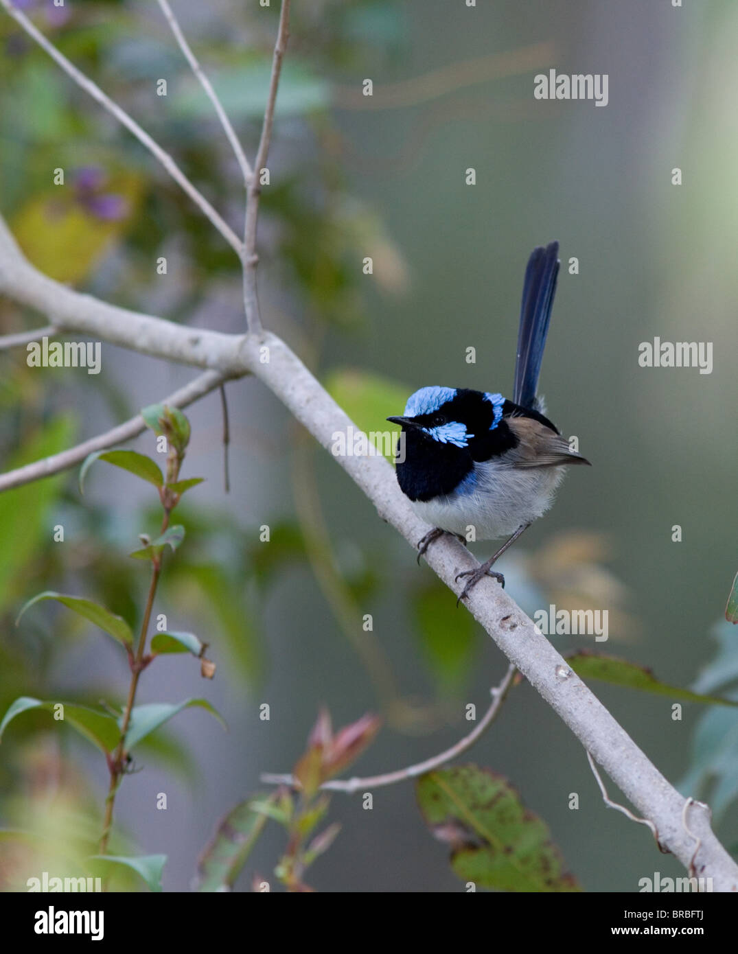 Adult male Superb Blue Fairy Wren (Malurus cyaneus) in breeding plumage, NSW, Australia Stock Photo