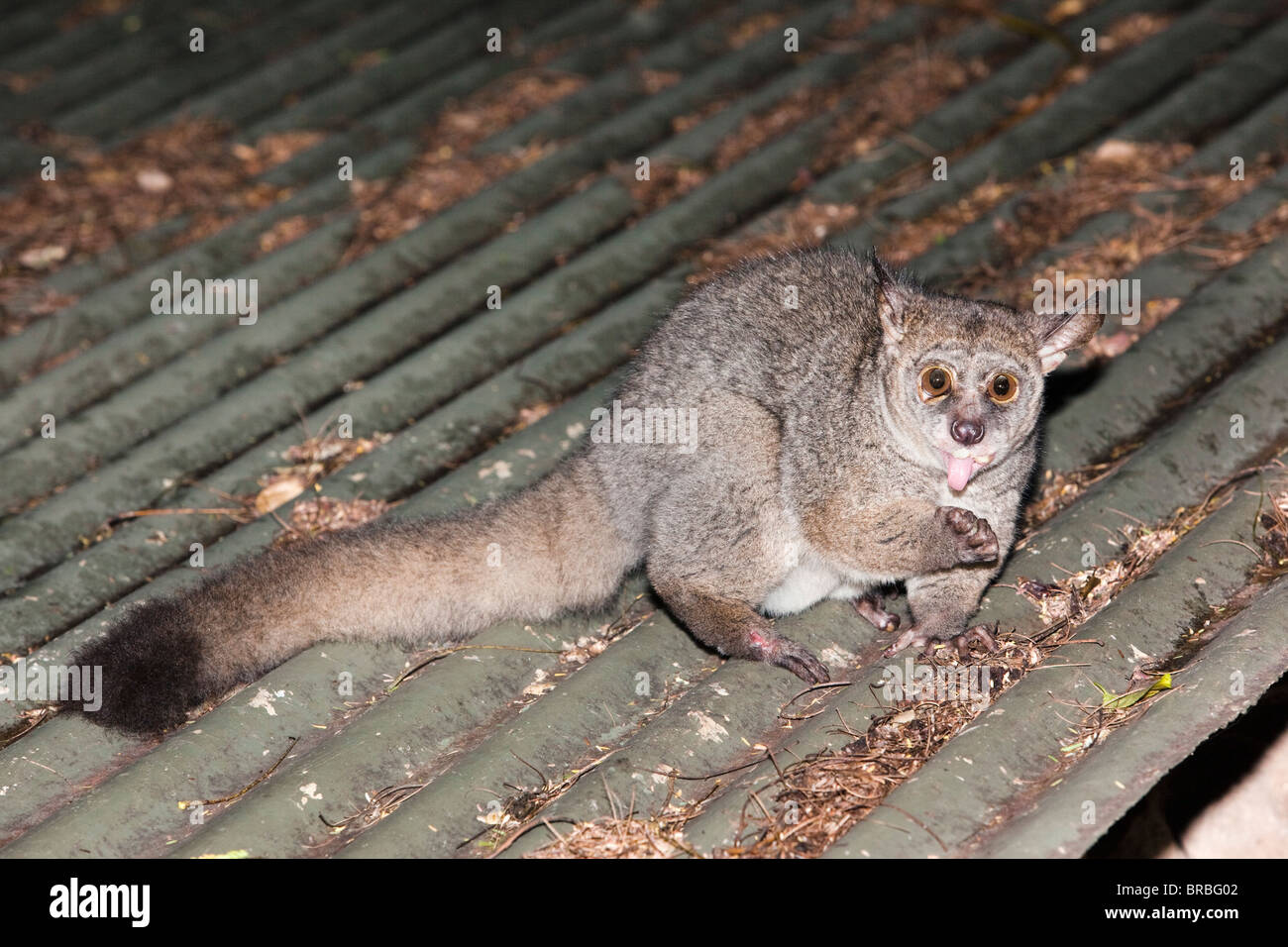 Greater Bush Baby