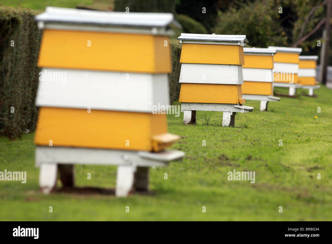 Pic by Mark Passmore/markpassmore.com. 12/09/2010. A row of colourfull bee hives. Stock Photo