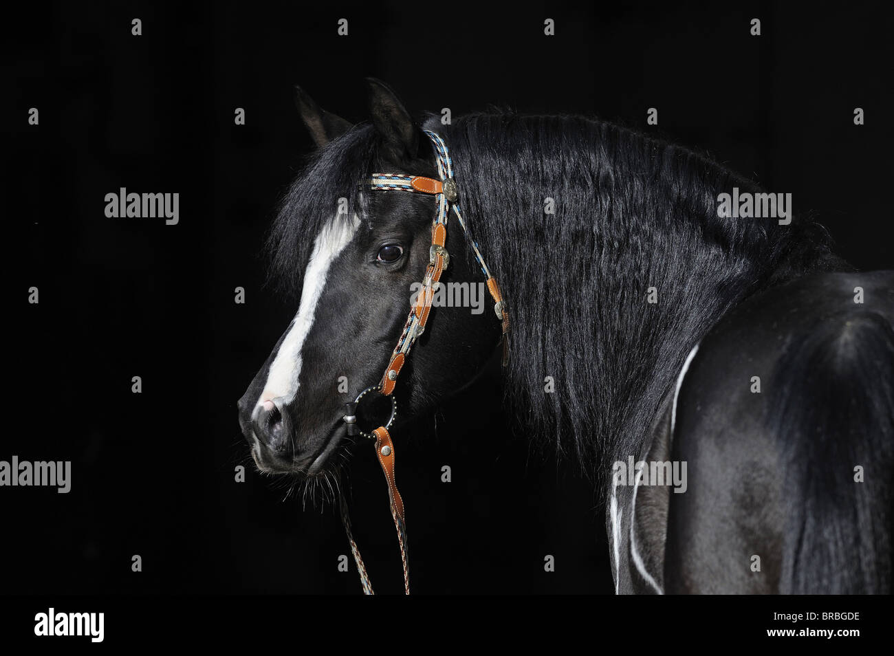 Arabian Pinto Horse (Equus ferus caballus), portrait of a stallion with headcollar. Stock Photo