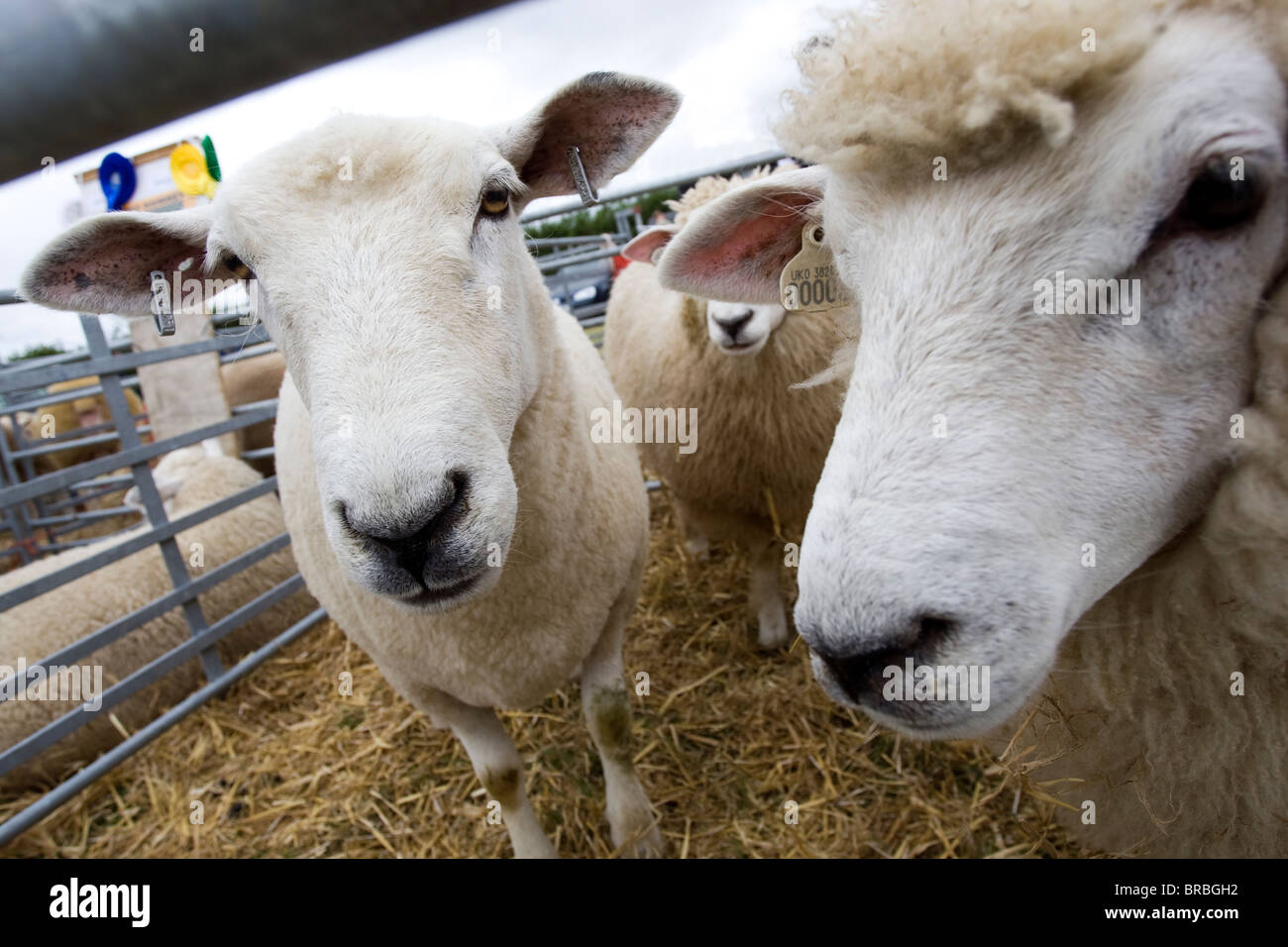 Sheep in a pen waiting to be judged at The Stithians Agricultural Show, Cornwall. Stock Photo