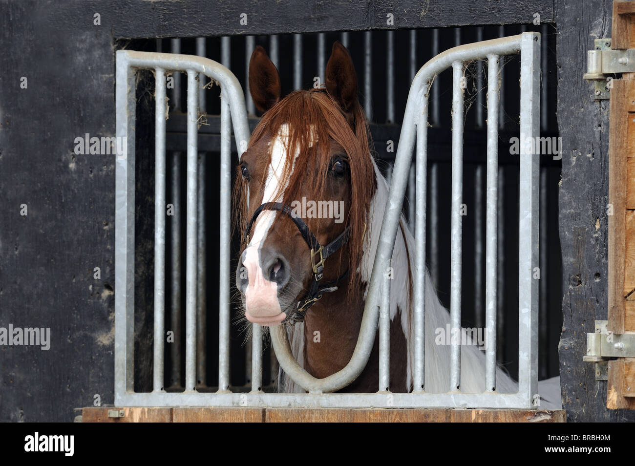 Domestic Horse (Equus ferus caballus) looking out from a stable. Stock Photo