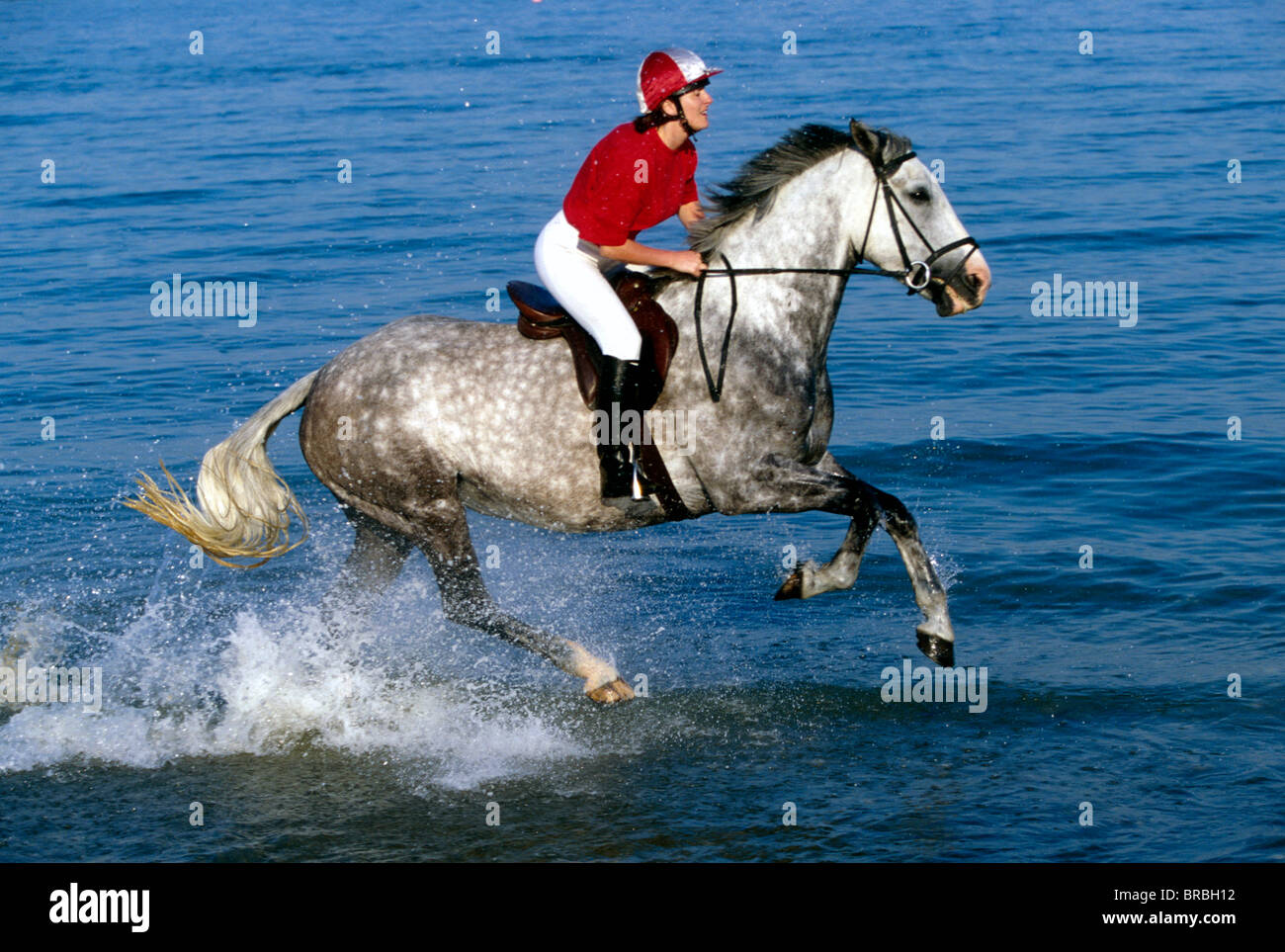 Equestrian rider in water Stock Photo - Alamy