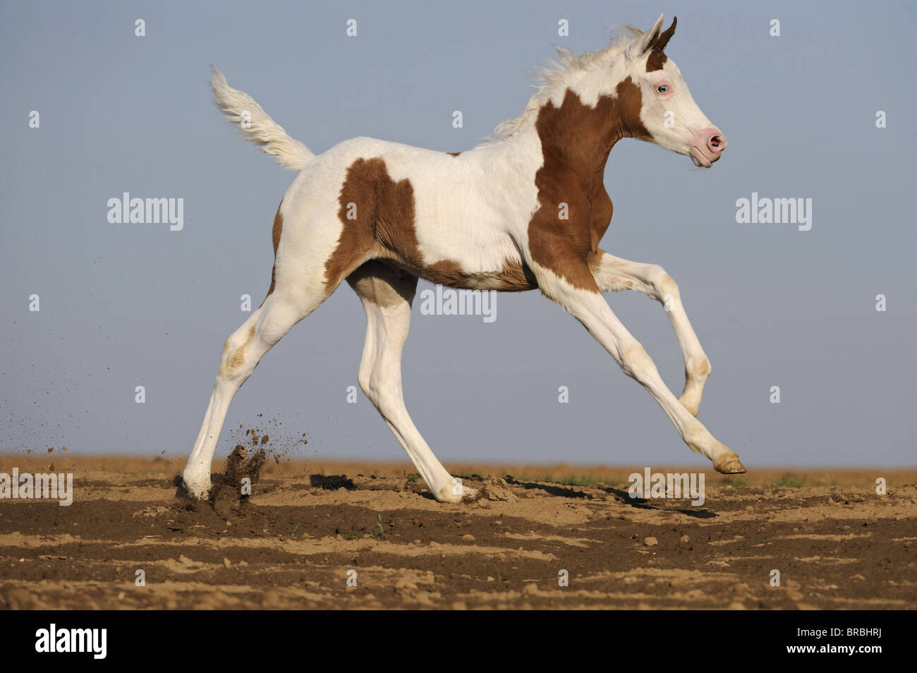 Arabian Pinto Horse (Equus ferus caballus), foal in a gallop on a field. Stock Photo