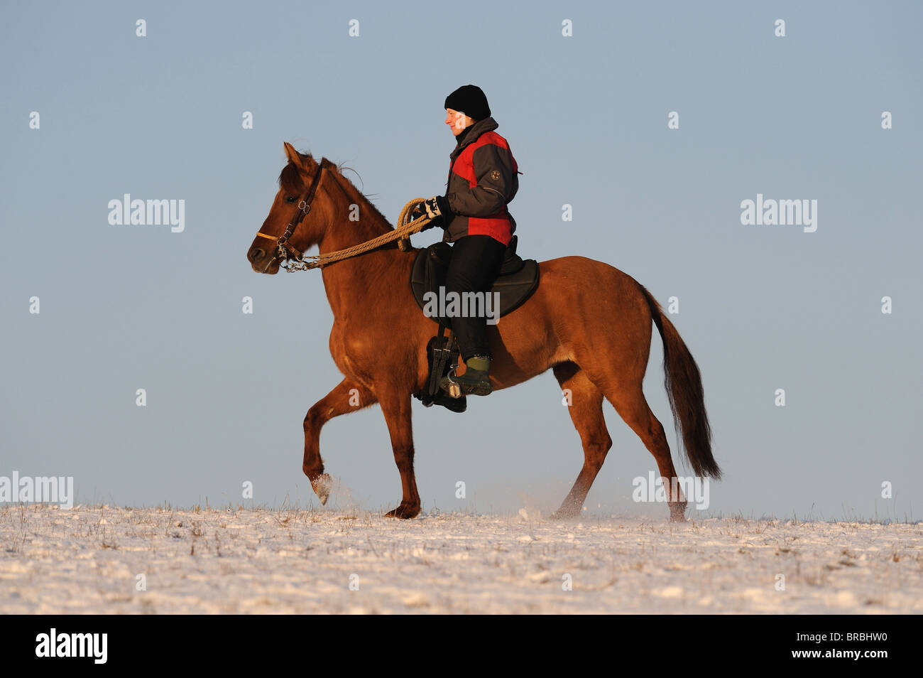 Paso Fino (Equus ferus caballus) with rider at the toelt on snow. Stock Photo
