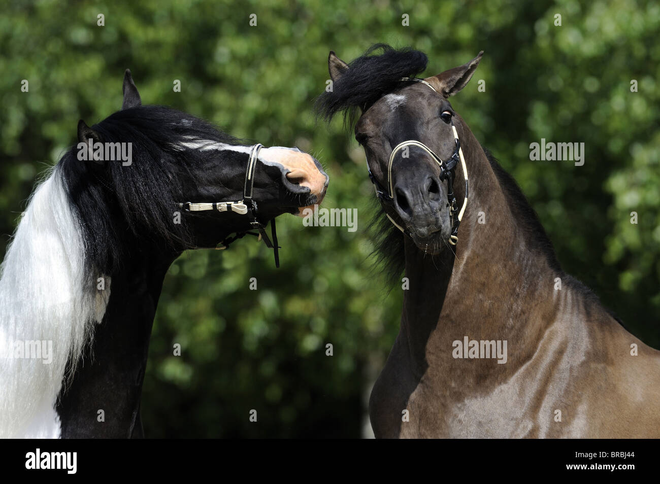 Paso Fino (Equus ferus caballus). Two geldings squabbling on a meadow. Stock Photo