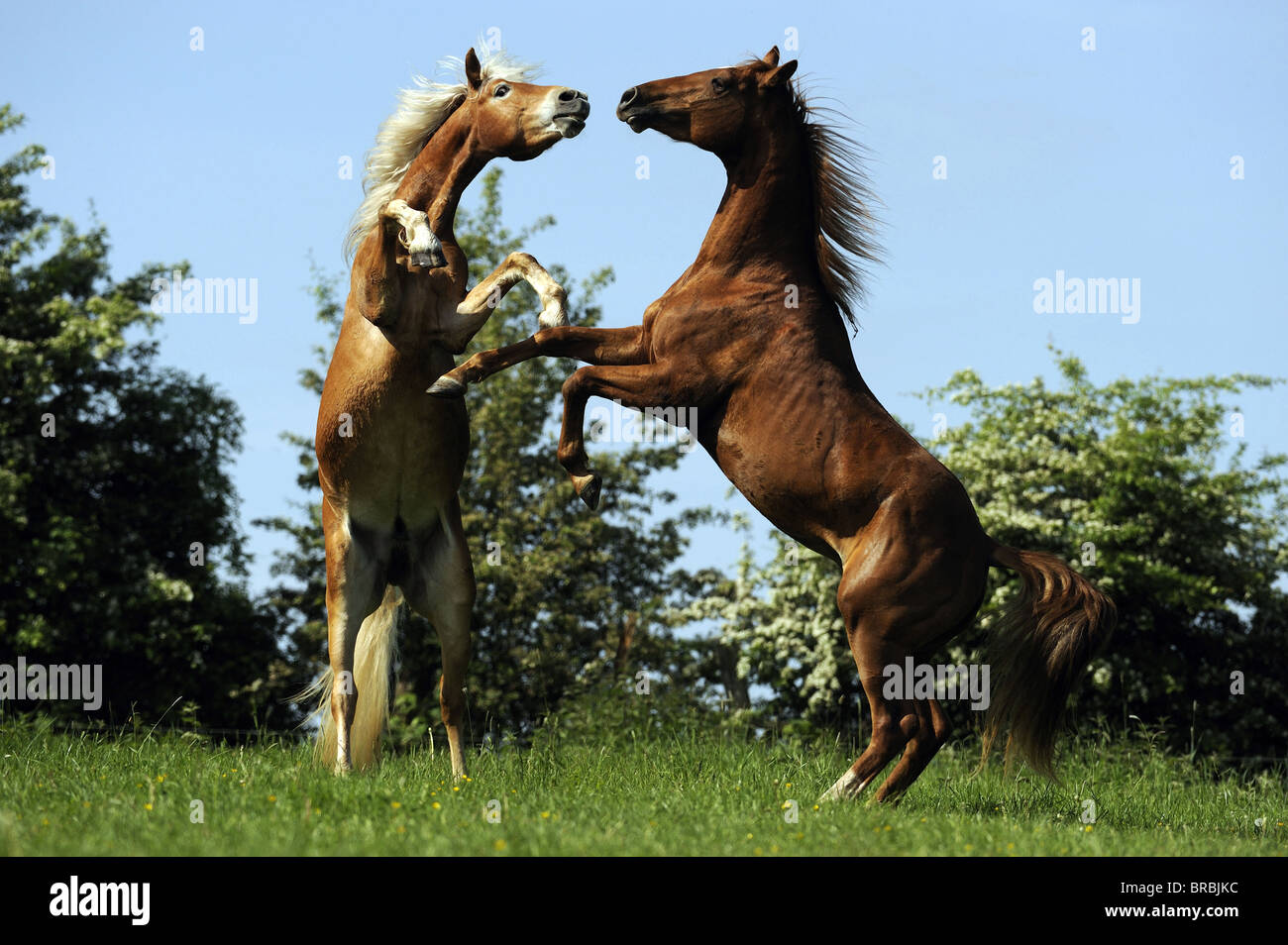 Haflinger Horse and Quarter Horse (Equus caballus). Young stallions