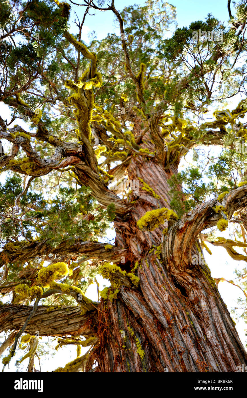 Juniper Tree with lichen Yosemite National Park Stock Photo