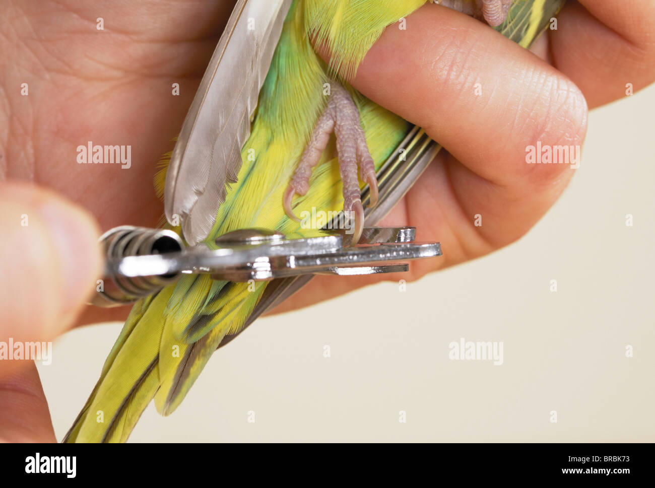 Budgerigar, Budgie (Melopsittacus undulatus), cutting claws Stock Photo