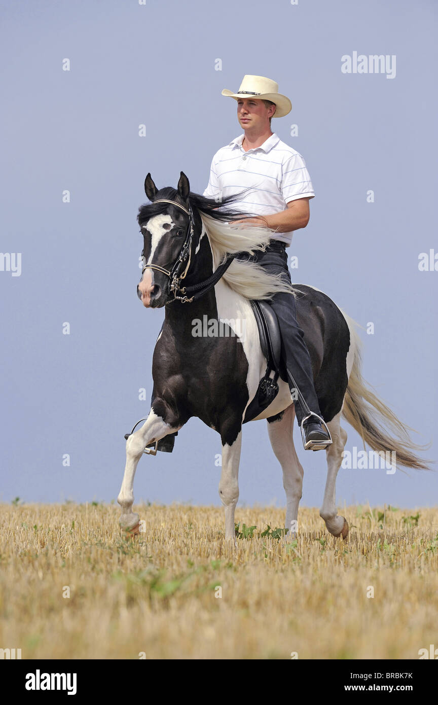 Paso Fino (Equus ferus caballus) with rider at the toelt on a stubble field. Stock Photo