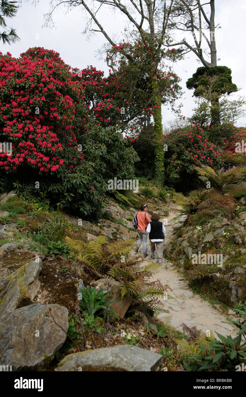 Cornwall Rhododendron Springtime visitors and a large flowering Rhododendron shrub at the ...
