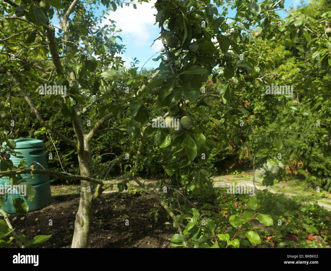 Greengage Tree Growing By Vegetable Patch in Garden Stock Photo Alamy