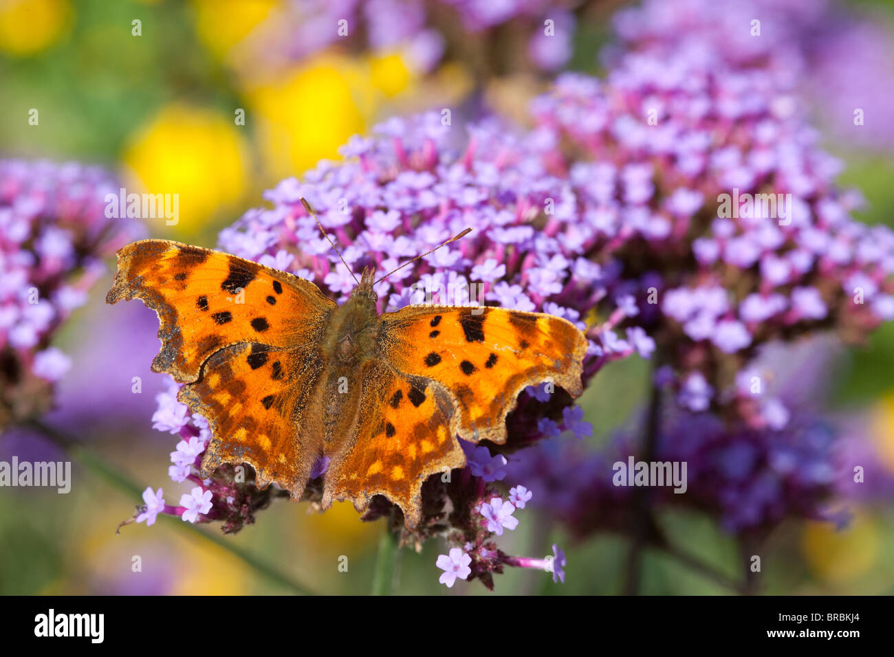 Comma butterfly, Polygonia c-album,  resting and feeding on nectar rich Verbena bonariensis, in a wildlife garden in Lincoln, Lincolnshire Stock Photo