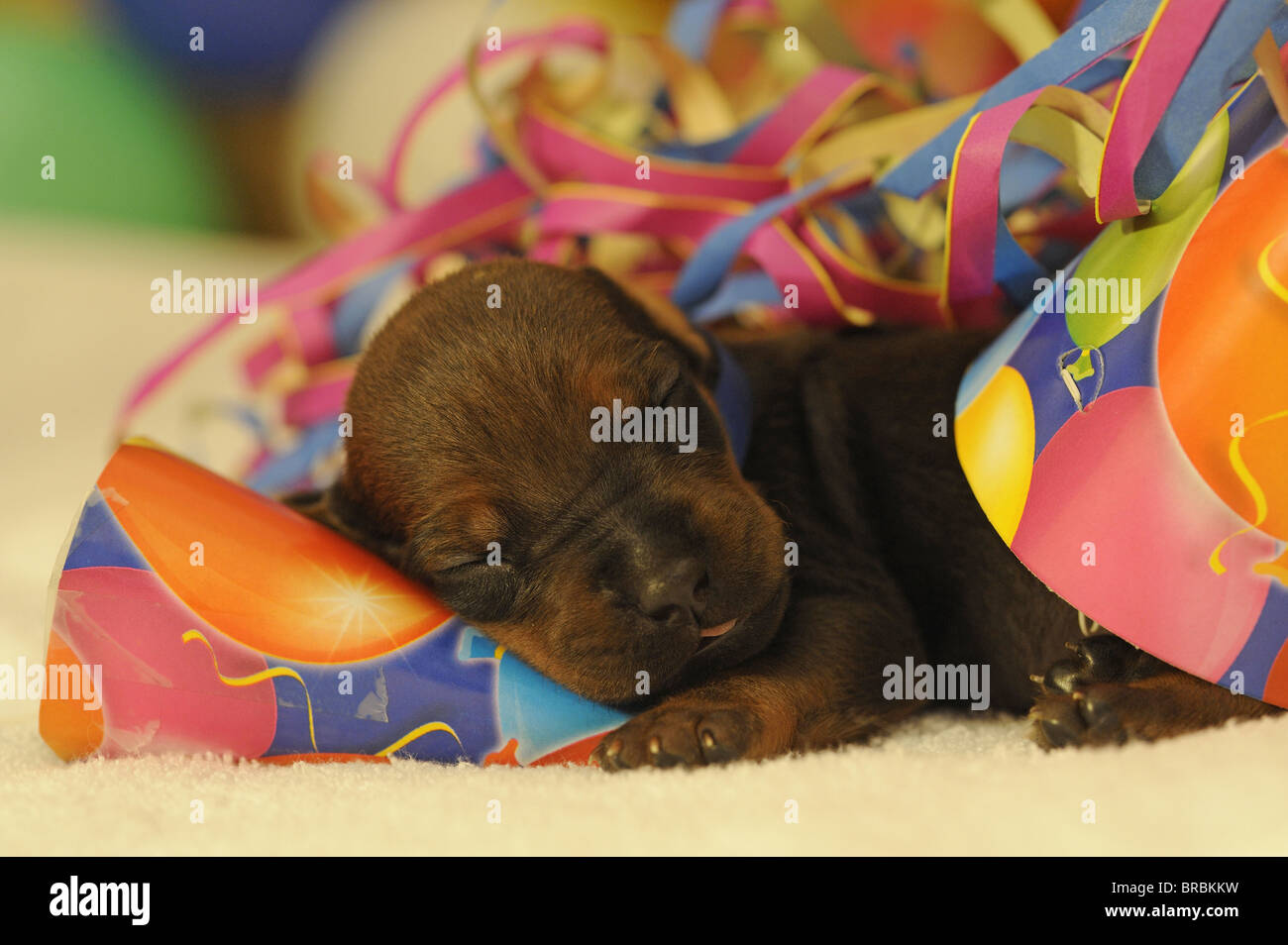 Rhodesian Ridgeback (Canis lupus familiaris). Puppy sleeping among paper streamers and multicolored little hats. Stock Photo
