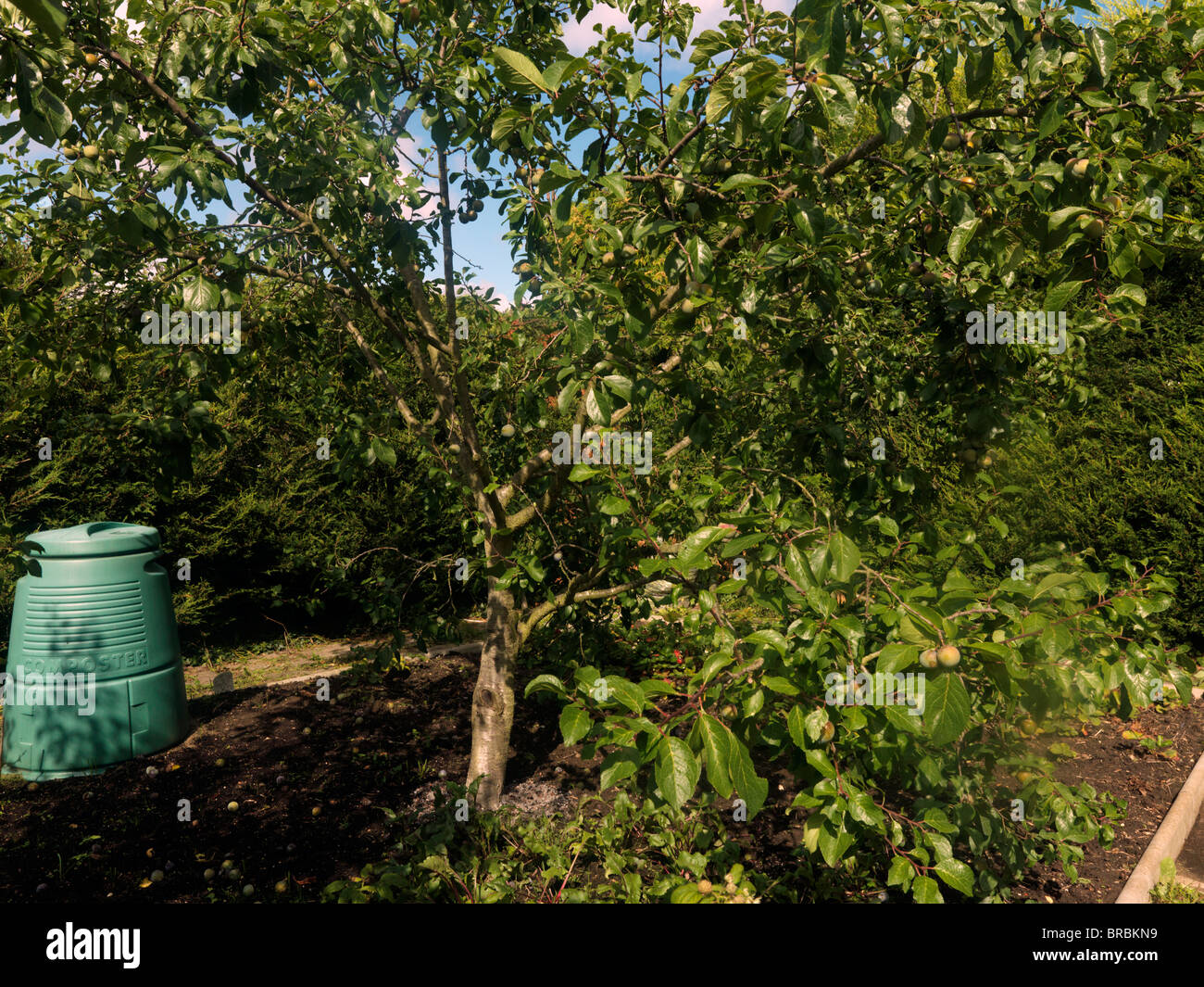 Greengage tree hires stock photography and images Alamy