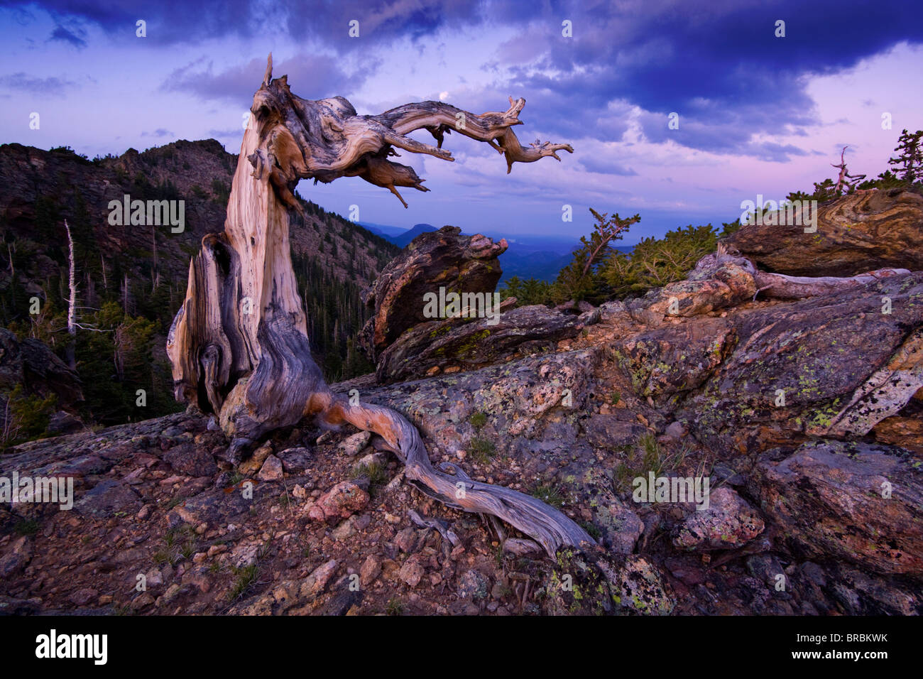 Limber Pine at sunset on Trail Ridge, Rocky Mountain National Park, CO, USA Stock Photo