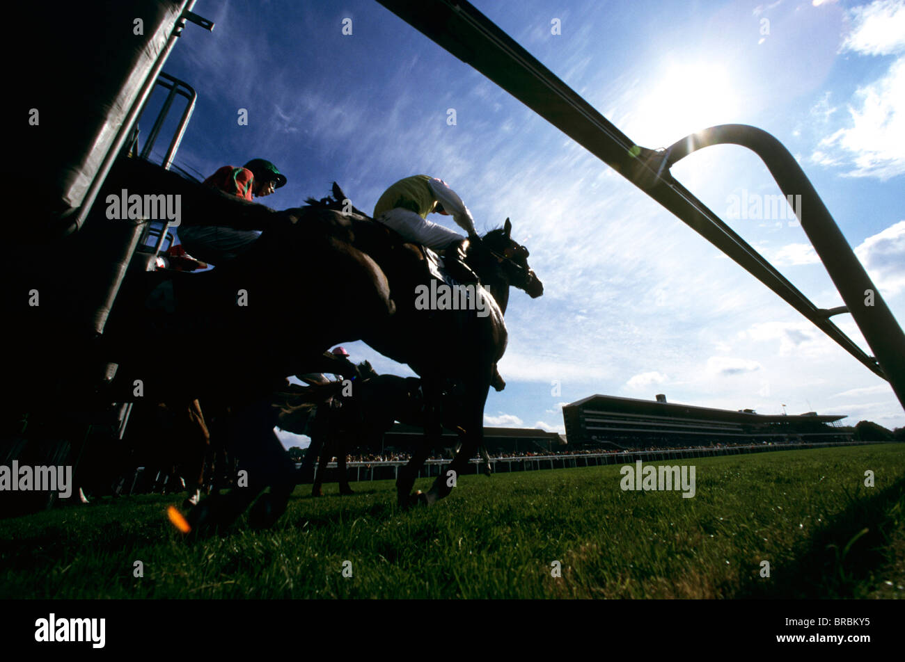 Horses release out of starting gate in horse race Stock Photo