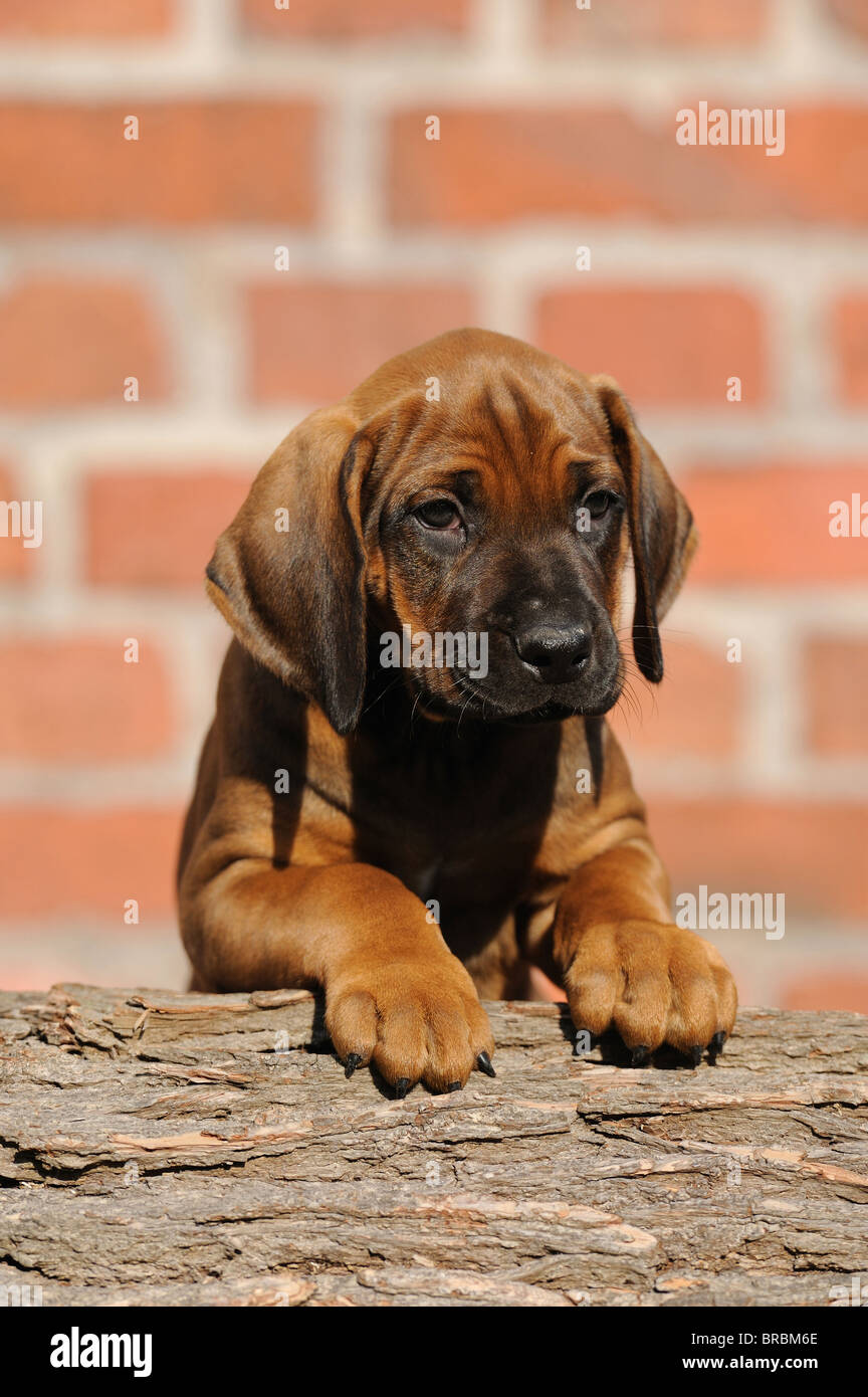 Rhodesian Ridgeback (Canis lupus familiaris). Portrait of a puppy looking over a tree trunk. Stock Photo