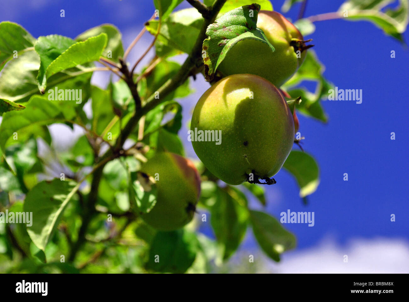 crab apples growing on a tree Stock Photo Alamy