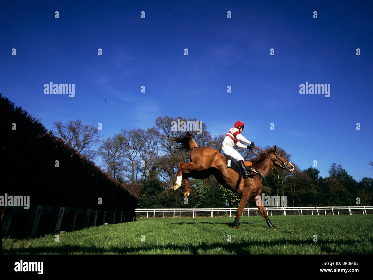 Horse and jockey land safely over large steeplechase fence in race Stock Photo