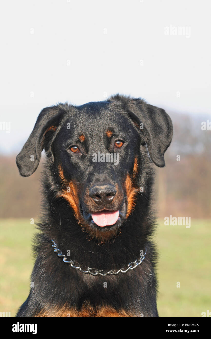 Beauceron dog portrait Stock Photo Alamy