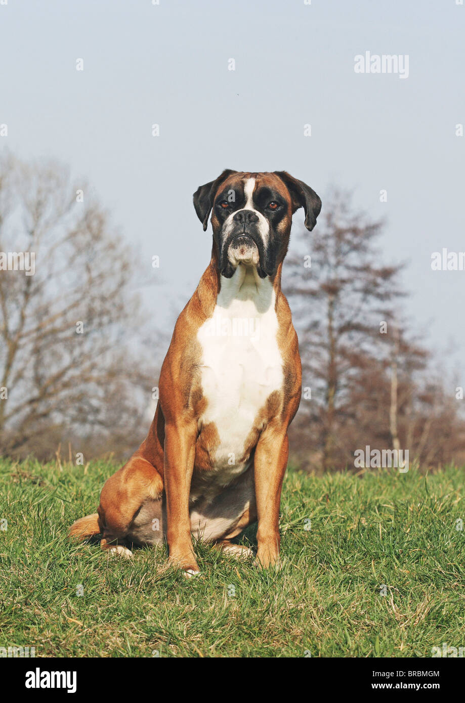 Boxer dog sitting on meadow Stock Photo Alamy