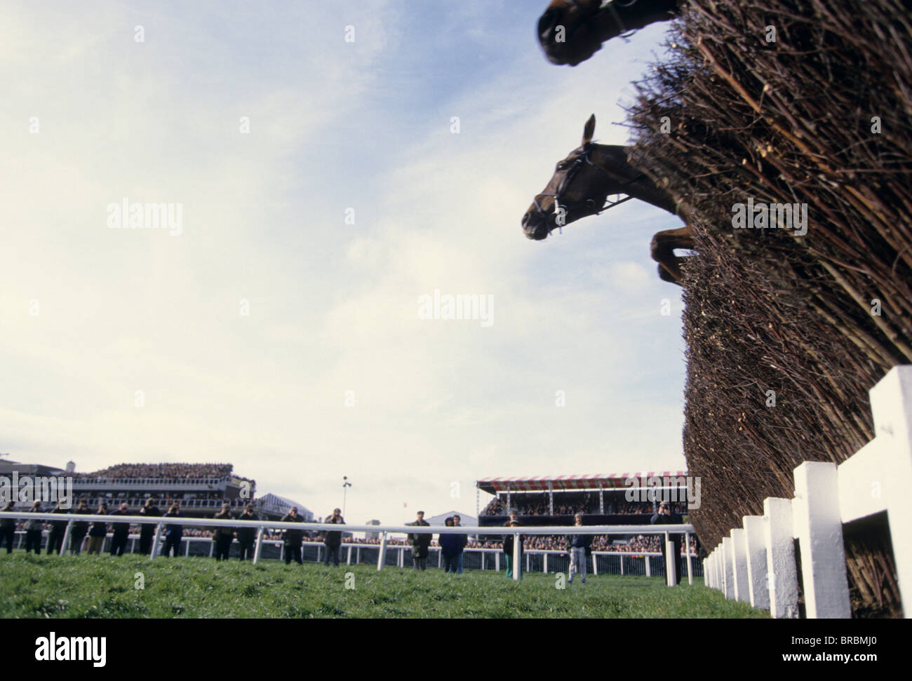 Horse heads appear as they jump thicket fence Stock Photo