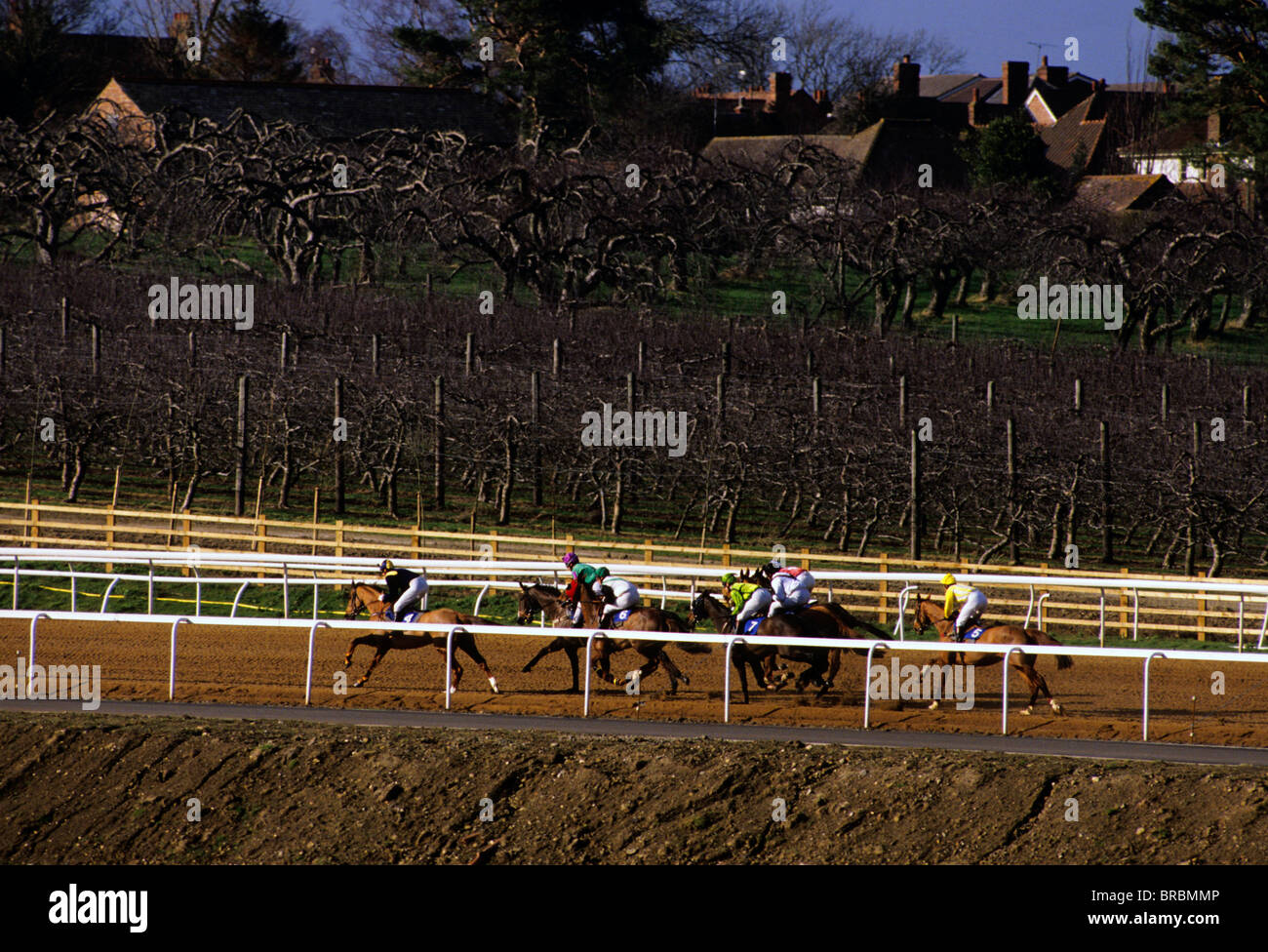 Horses gallop around race track surrounded by vineyards Stock Photo