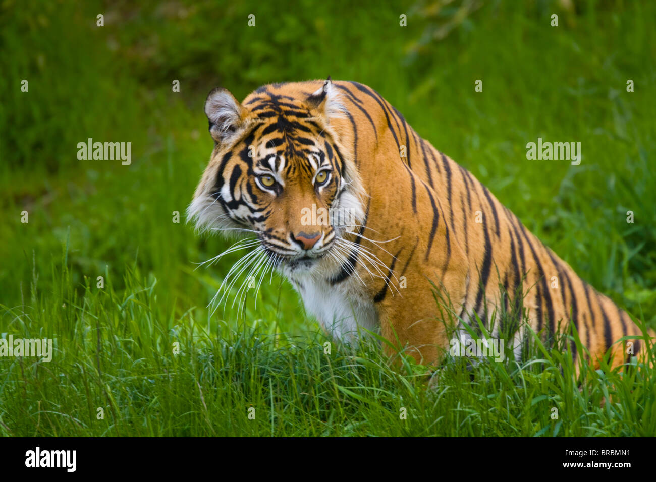 Lurking tiger Stock Photo