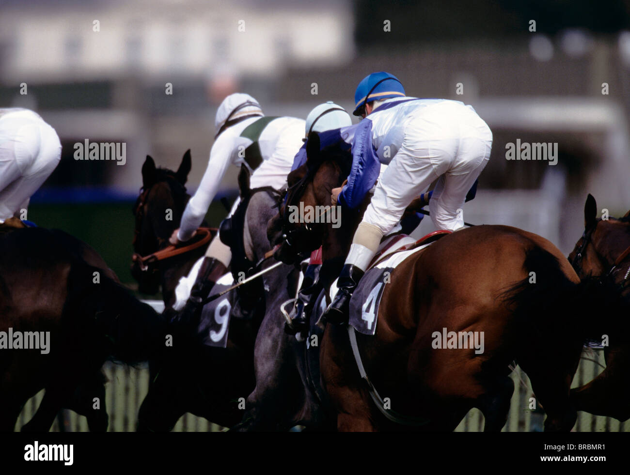 Jockeys on horses pull up their horses as they pass the finish line at race track Stock Photo