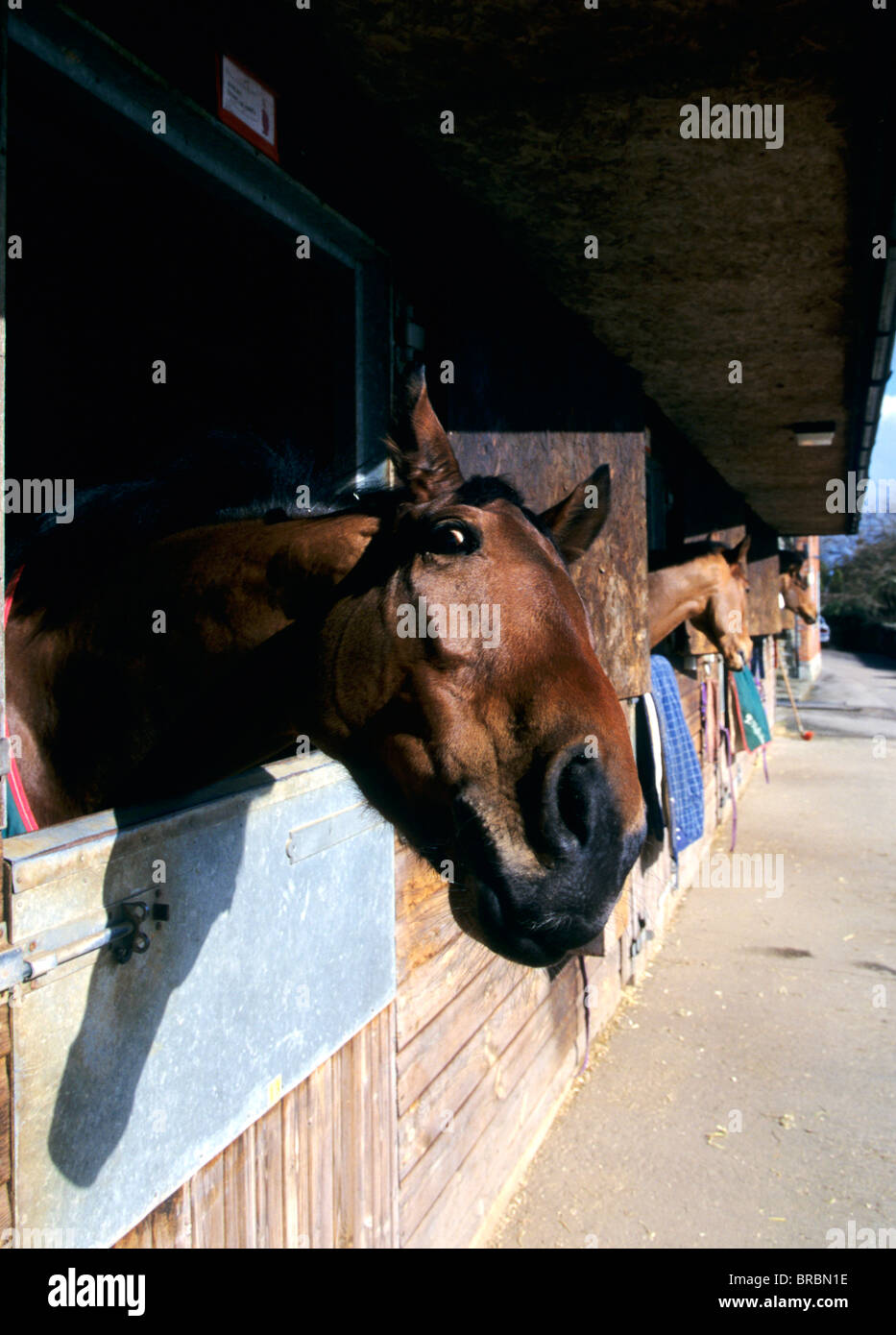 Horse leans its head quizzically from it's stall at race track Stock