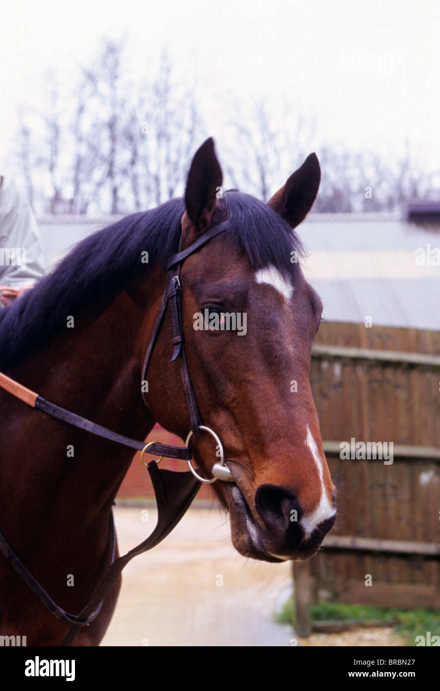 Horse reigns hires stock photography and images Alamy