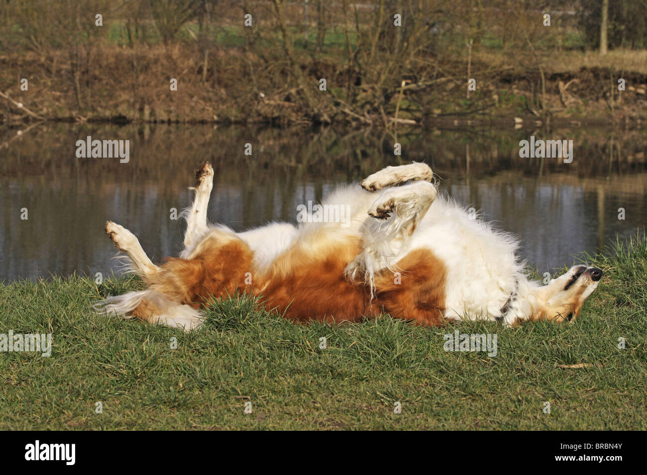 Barsoi dog - lying on meadow Stock Photo